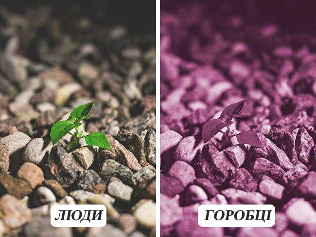 10 фотографій про те, як бачать тварини