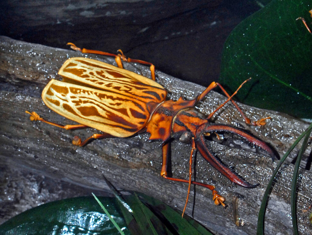 ᐈ 10 найбільших комах у світі - великі комахи - самі великі 2024