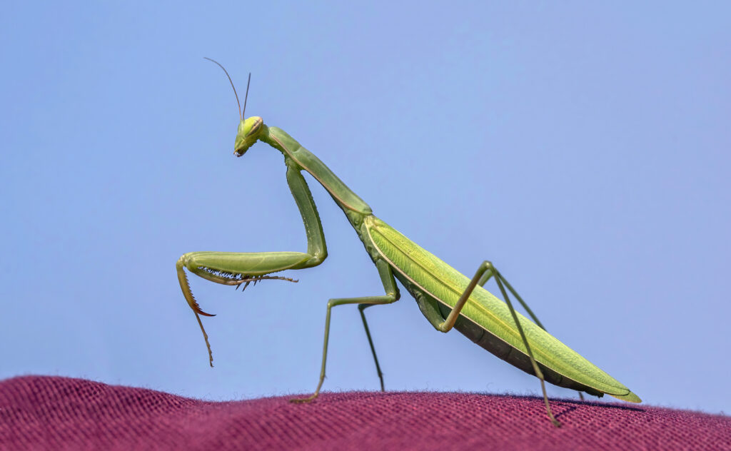 ᐈ 10 найбільших комах у світі - великі комахи - самі великі 2024