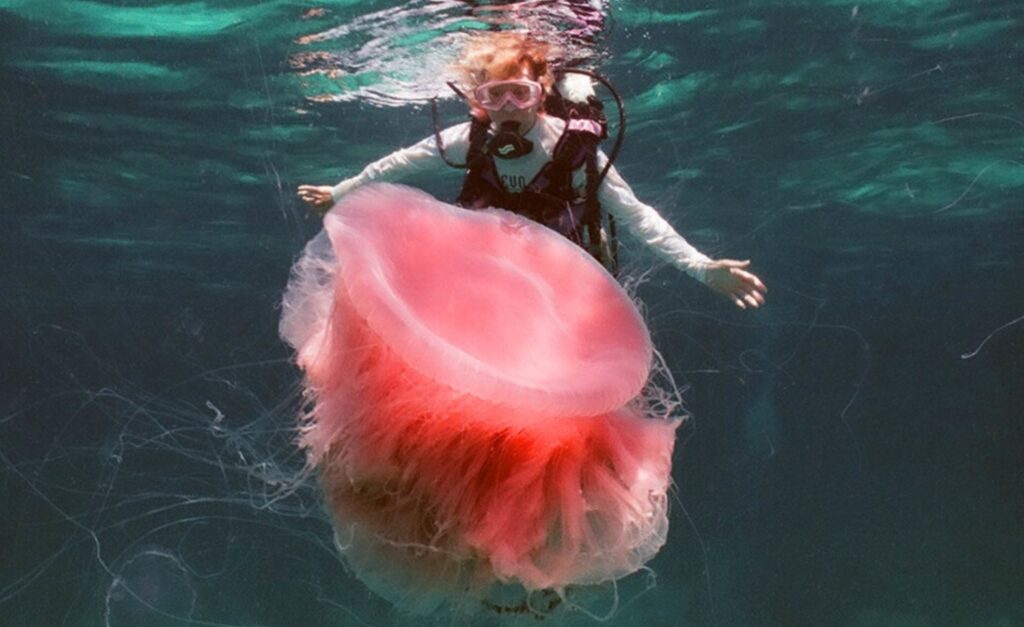 ᐈ 10 найбільших медуз у світі - великі медузи - самі великі медузи 2024