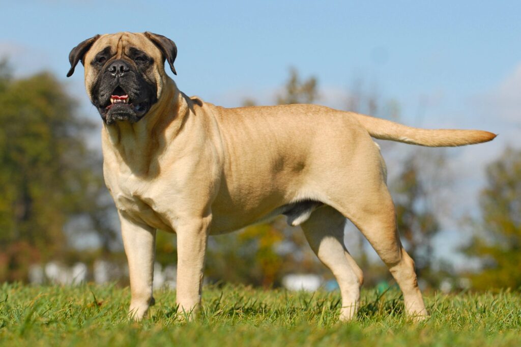 ᐈ 10 найбільших порід собак у світі - великі собаки - самі великі 2024