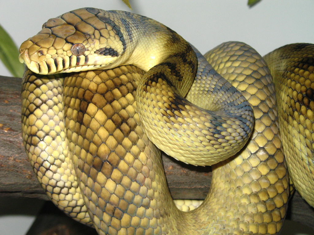 ᐈ 10 найбільших змій у світі - великі змії - самі великі 2024