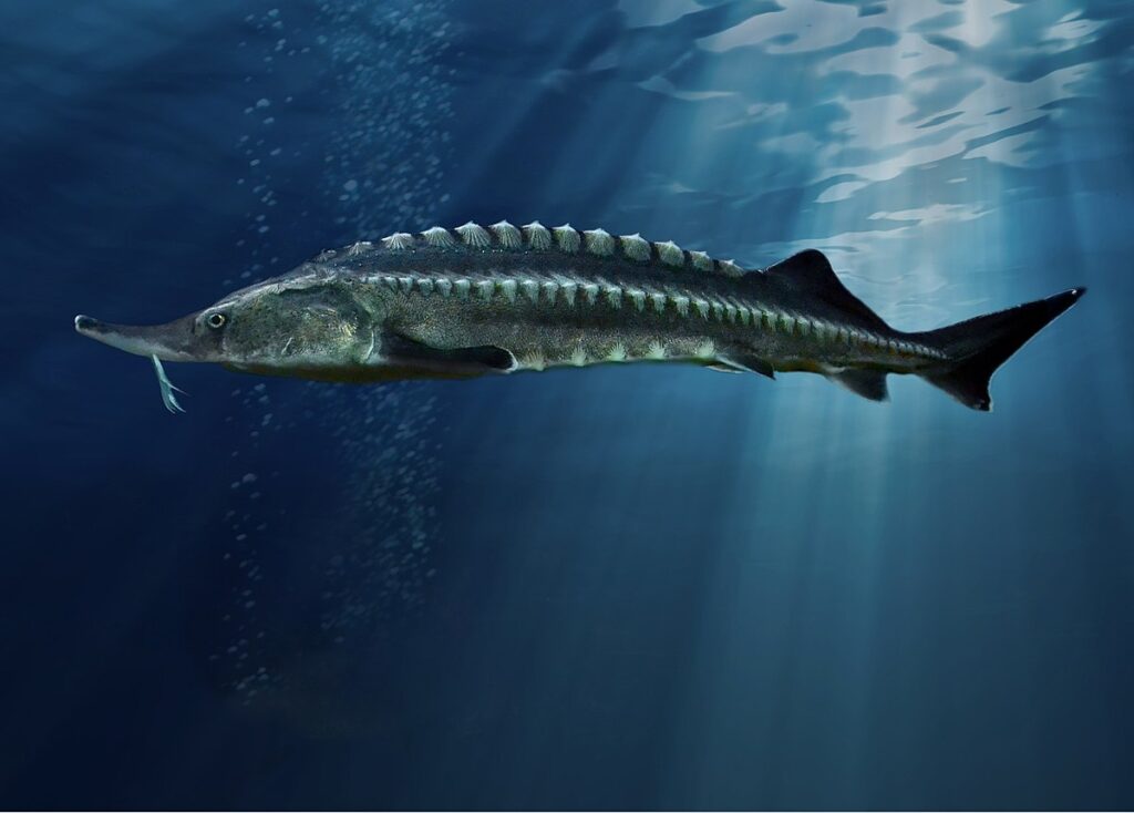 ᐈ 12 найбільших прісноводних риб у світі - великі прісноводні риби - самі великі 2024