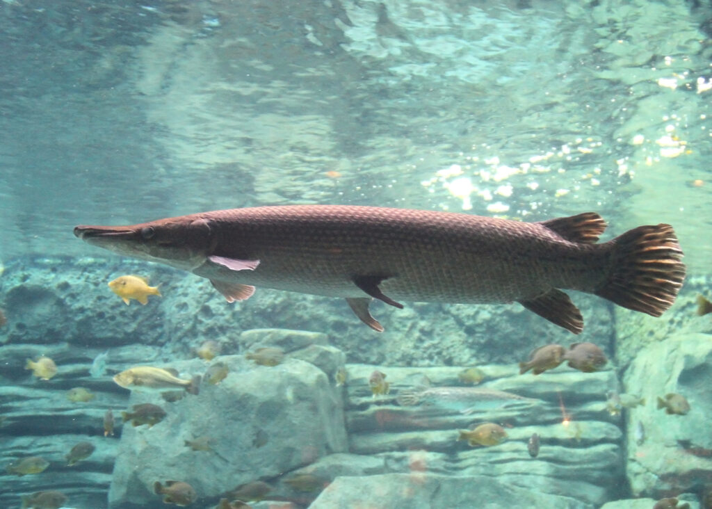 ᐈ 12 найбільших прісноводних риб у світі - великі прісноводні риби - самі великі 2024