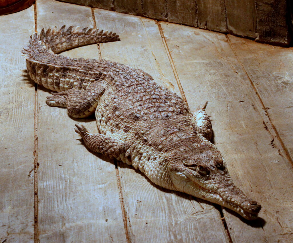 ᐈ 15 найбільших рептилій у світі - великі рептилії - самі великі рептилії 2024