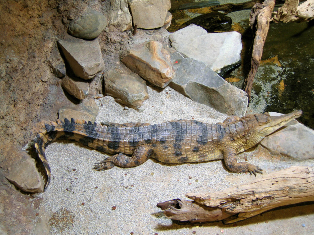ᐈ 15 найбільших рептилій у світі - великі рептилії - самі великі рептилії 2024