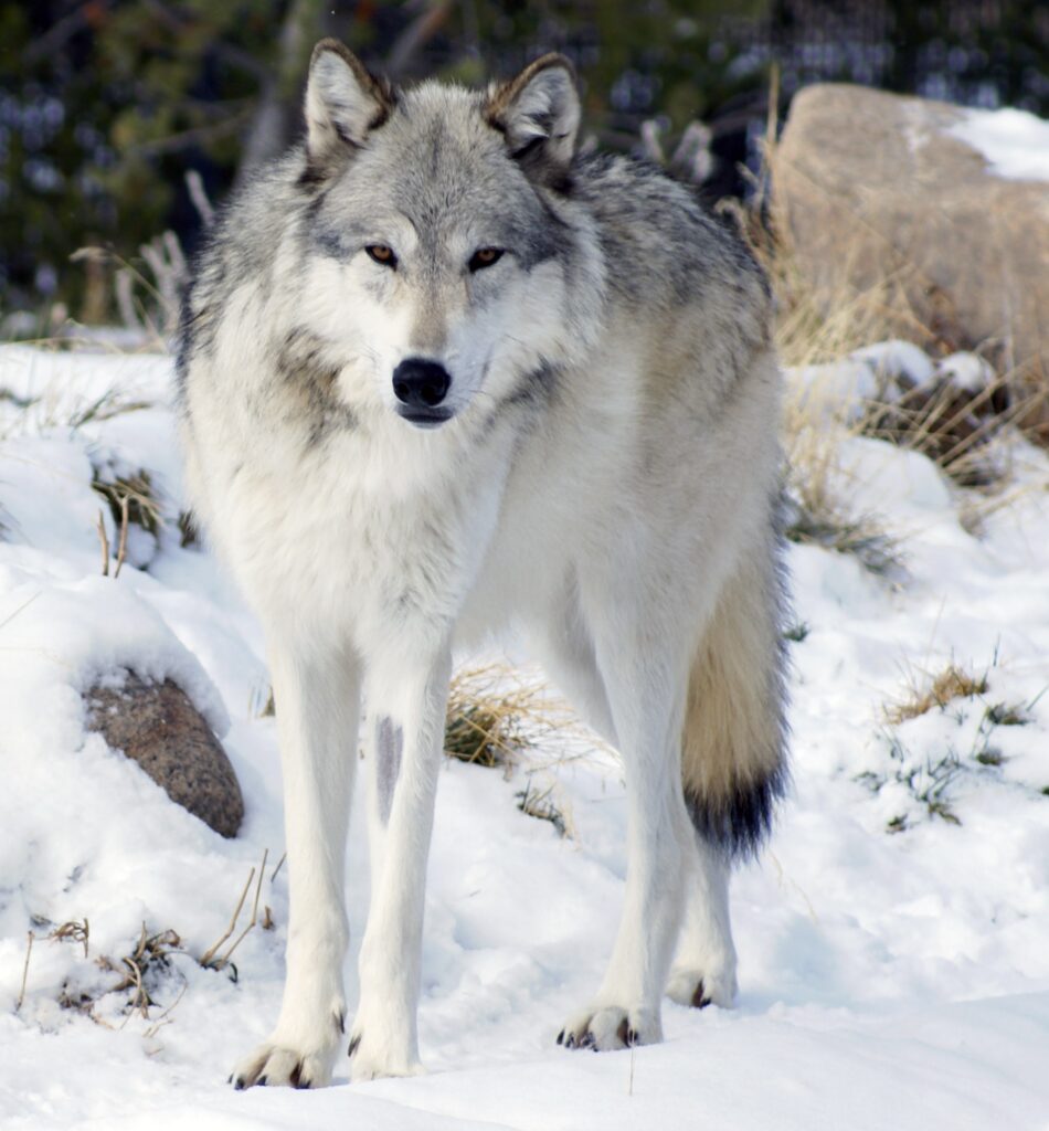 ᐈ 5 найбільших вовків у світі - великі вовки - самі великі 2024
