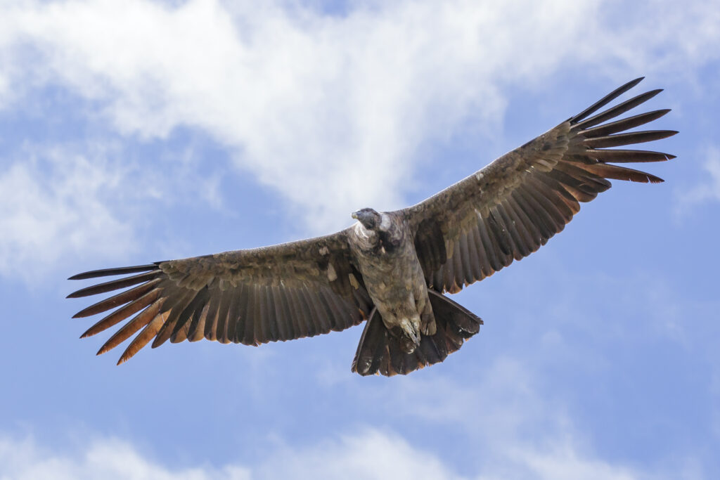 ᐈ 9 найбільших літаючих птахів у світі - великі літаючі птахи - самі великі літаючі птахи 2024