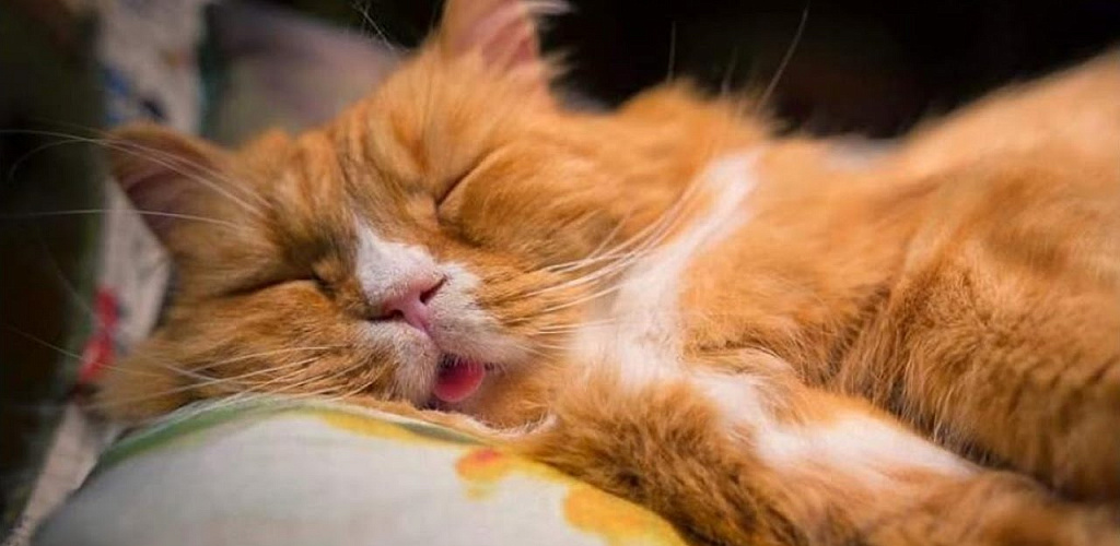 Чому кішка хропе під час сну