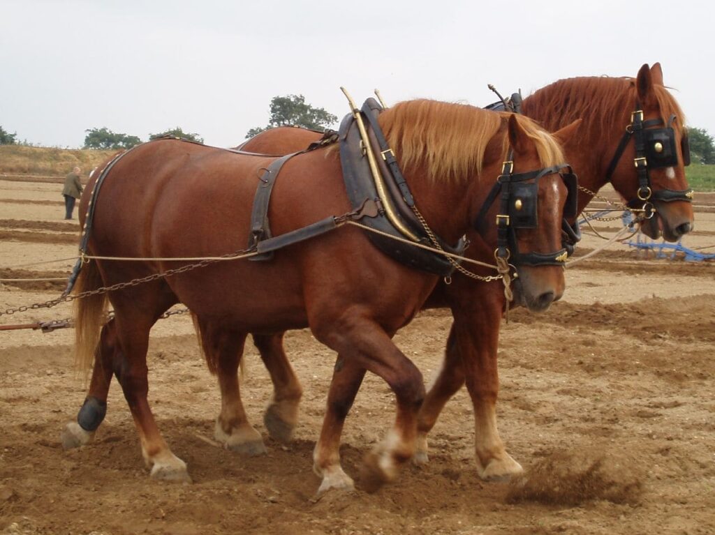 ᐈ Найбільший кінь у світі - 10 найбільших порід коней у світі - великі коні - самі великі коні 2024
