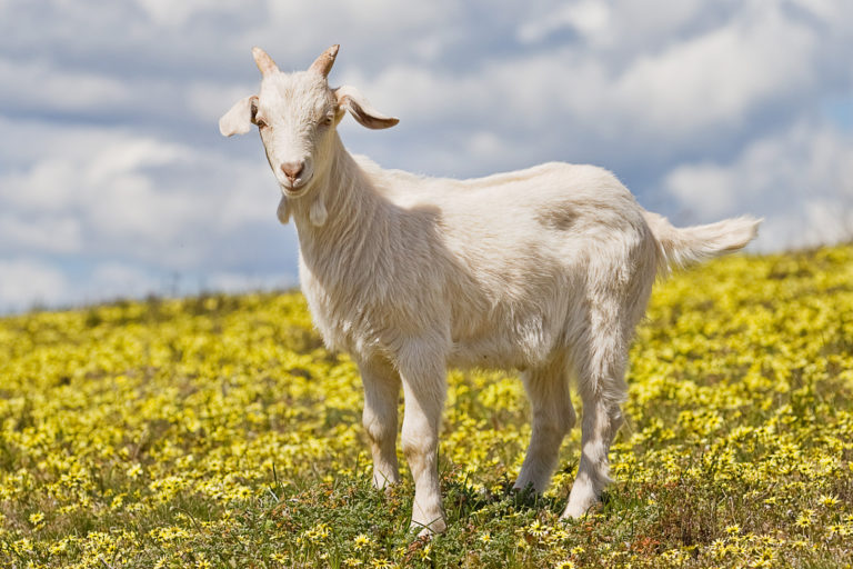 Породи кіз - Які найкращі породи молочних кіз?