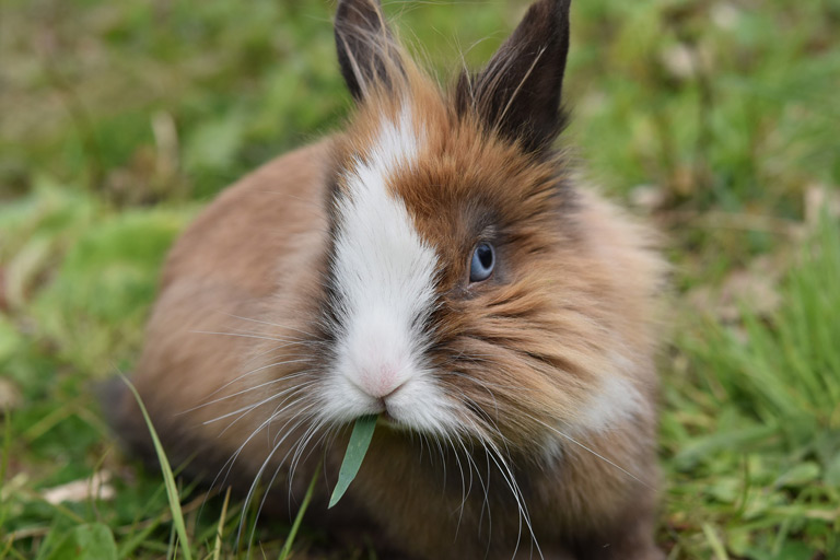Породи кроликів - Які найпопулярніші породи кроликів?