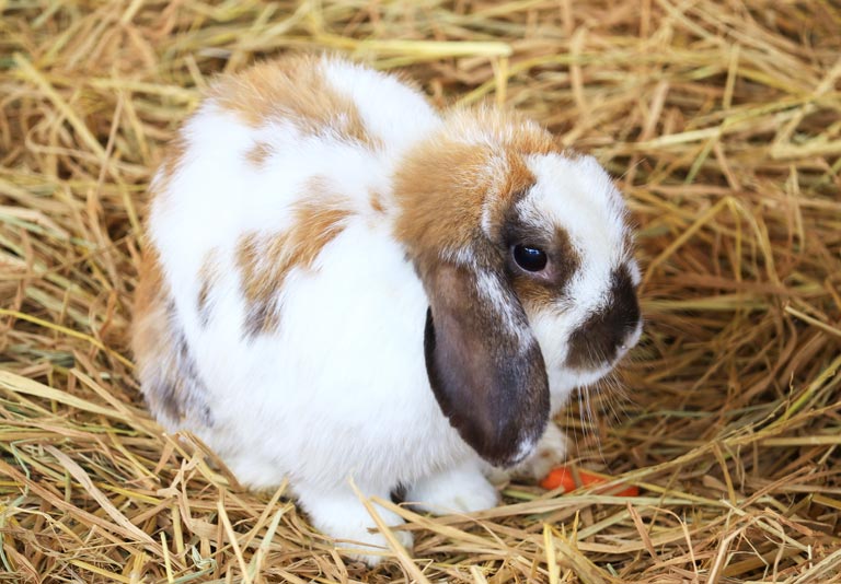 Породи кроликів - Які найпопулярніші породи кроликів?