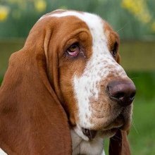 Породи собак, схильні до травмування очей