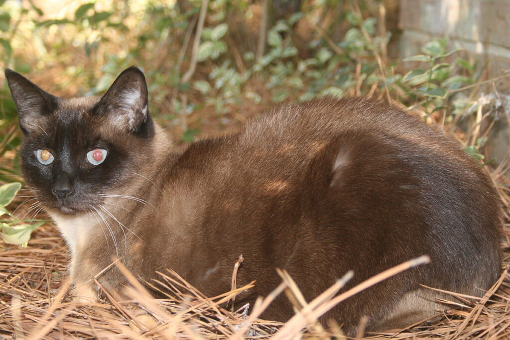 Сіамська кішка - опис, догляд, хвороби та багато цікавого про сіамську кішку