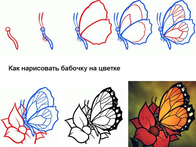 Як намалювати метелика - малюємо мтелика поетапно, малюнок метелика адмірал