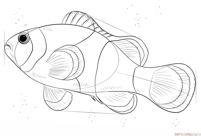 Як намалювати рибу - малюємо різні види риб
