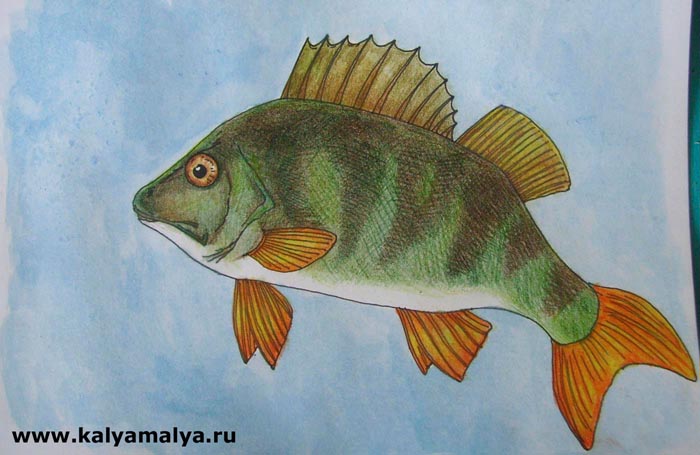 Як намалювати рибу - малюємо різні види риб