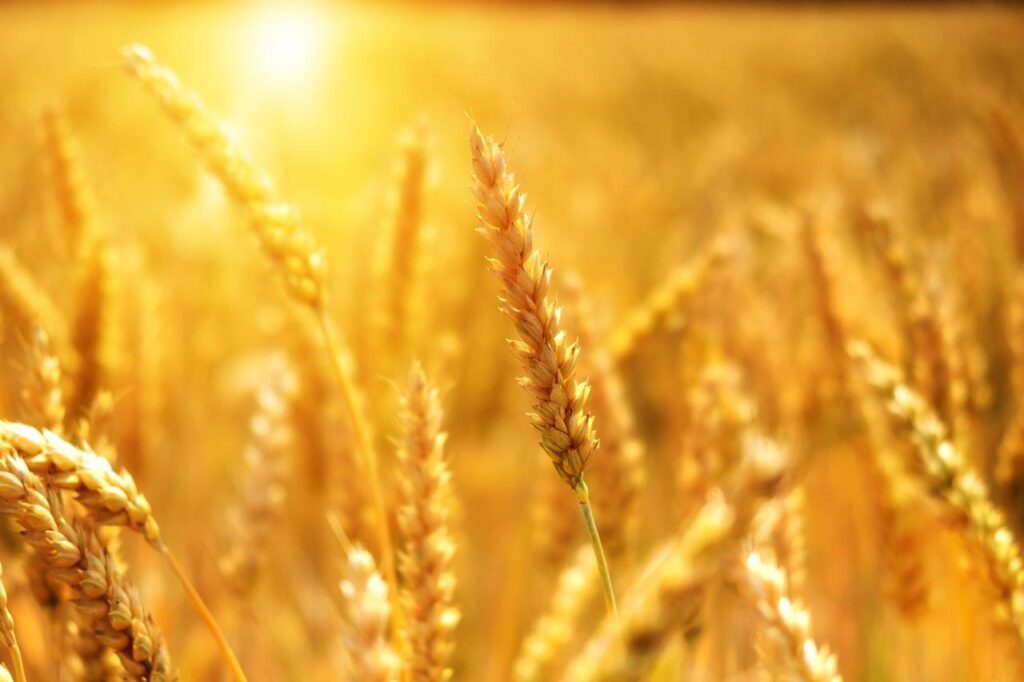 Зернові культури - Які зернові культури в Україні?