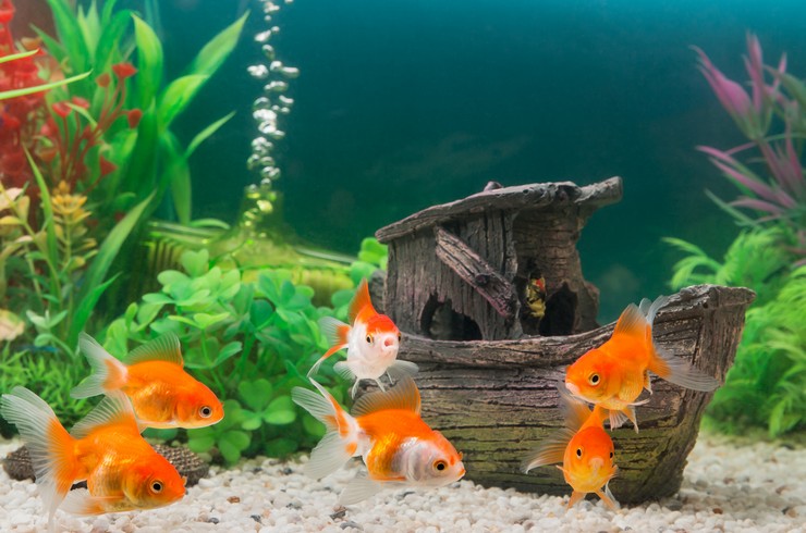 Золоті рибки - вся основна їнформація про акваріумних золотих рибок